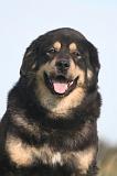 DOGUE DU TIBET 670